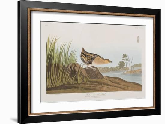 Illustration from 'Birds of America', 1827-38-John James Audubon-Framed Giclee Print