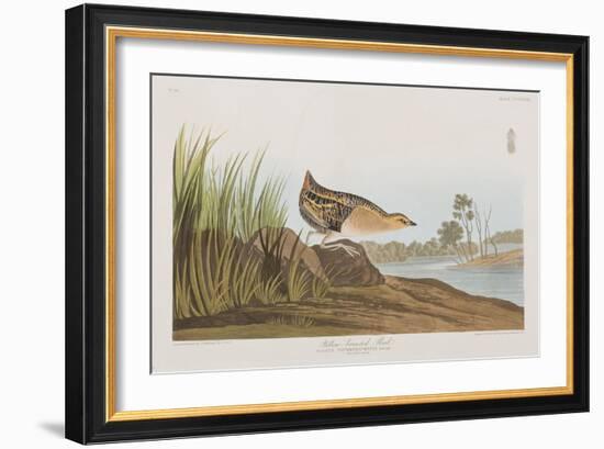 Illustration from 'Birds of America', 1827-38-John James Audubon-Framed Giclee Print