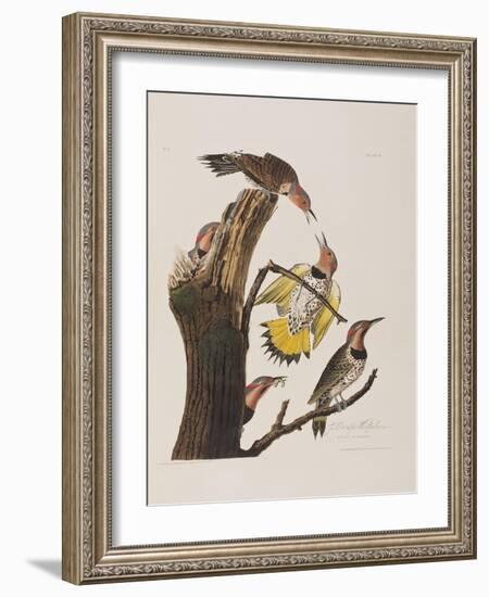 Illustration from 'Birds of America', 1827-38-John James Audubon-Framed Giclee Print