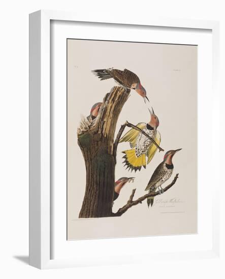 Illustration from 'Birds of America', 1827-38-John James Audubon-Framed Giclee Print