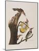 Illustration from 'Birds of America', 1827-38-John James Audubon-Mounted Giclee Print