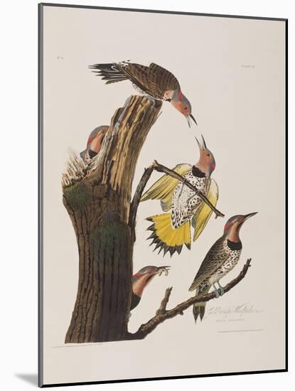 Illustration from 'Birds of America', 1827-38-John James Audubon-Mounted Giclee Print