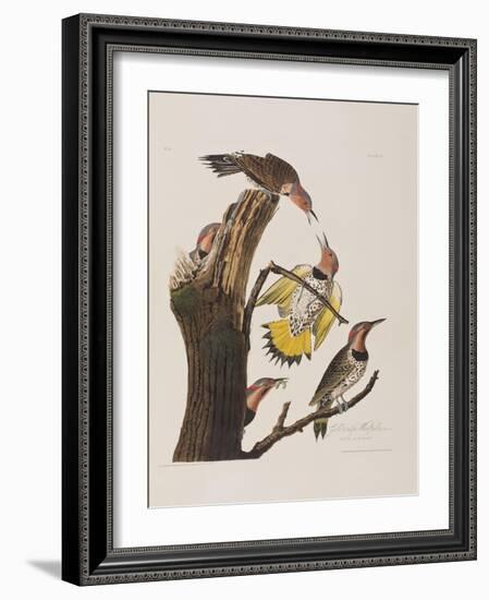 Illustration from 'Birds of America', 1827-38-John James Audubon-Framed Giclee Print