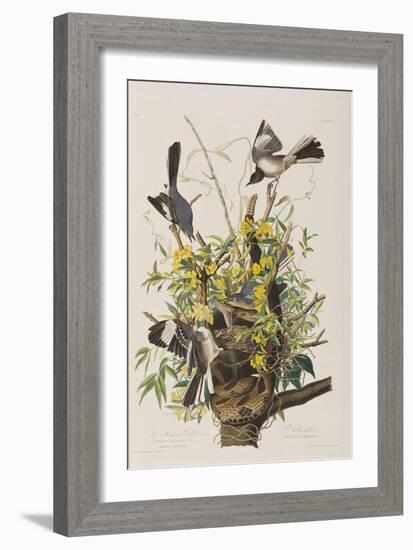 Illustration from 'Birds of America', 1827-38-John James Audubon-Framed Giclee Print