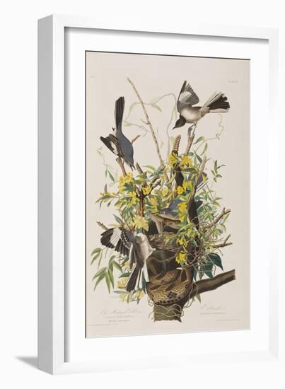 Illustration from 'Birds of America', 1827-38-John James Audubon-Framed Giclee Print