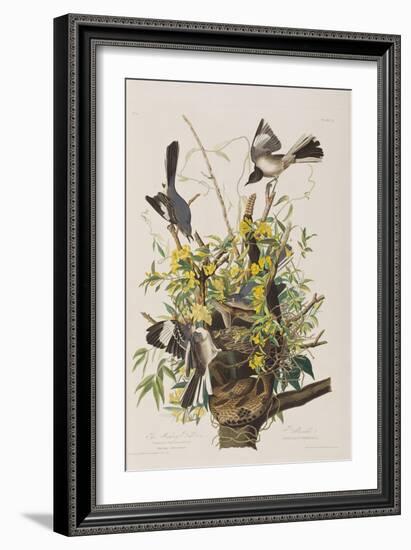 Illustration from 'Birds of America', 1827-38-John James Audubon-Framed Giclee Print