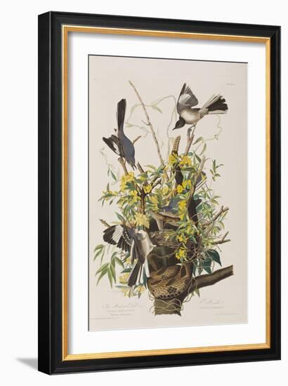 Illustration from 'Birds of America', 1827-38-John James Audubon-Framed Giclee Print