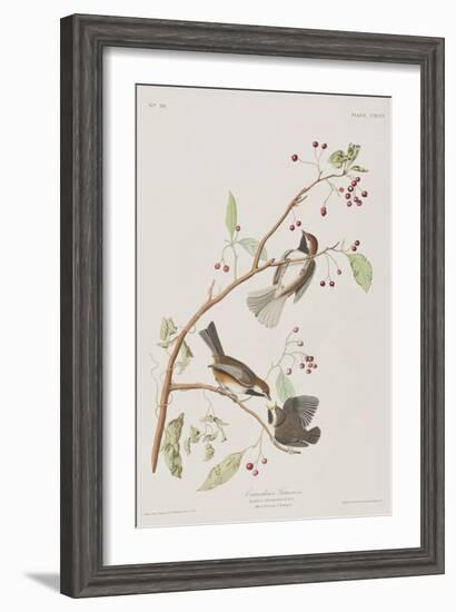 Illustration from 'Birds of America', 1827-38-John James Audubon-Framed Giclee Print