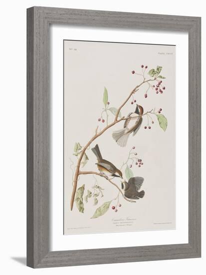 Illustration from 'Birds of America', 1827-38-John James Audubon-Framed Giclee Print