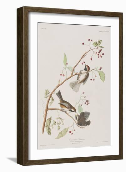 Illustration from 'Birds of America', 1827-38-John James Audubon-Framed Giclee Print