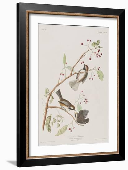 Illustration from 'Birds of America', 1827-38-John James Audubon-Framed Giclee Print