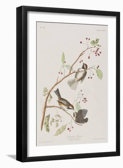 Illustration from 'Birds of America', 1827-38-John James Audubon-Framed Giclee Print