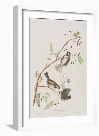 Illustration from 'Birds of America', 1827-38-John James Audubon-Framed Giclee Print