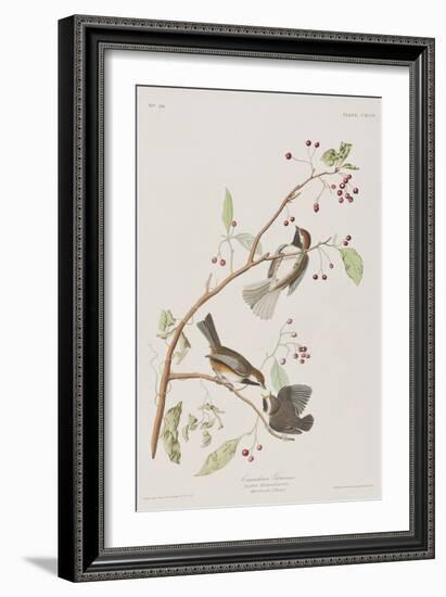 Illustration from 'Birds of America', 1827-38-John James Audubon-Framed Giclee Print