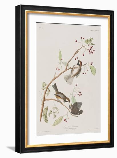 Illustration from 'Birds of America', 1827-38-John James Audubon-Framed Giclee Print