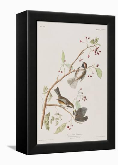 Illustration from 'Birds of America', 1827-38-John James Audubon-Framed Premier Image Canvas