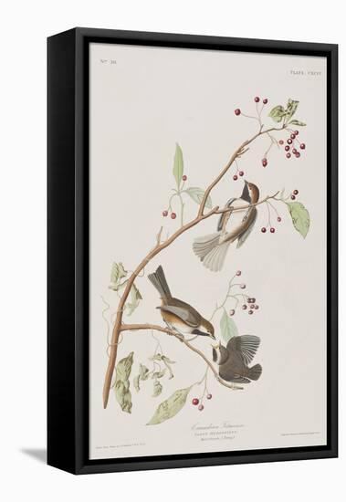 Illustration from 'Birds of America', 1827-38-John James Audubon-Framed Premier Image Canvas