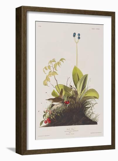 Illustration from 'Birds of America', 1827-38-John James Audubon-Framed Giclee Print