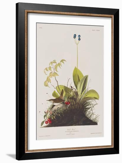 Illustration from 'Birds of America', 1827-38-John James Audubon-Framed Giclee Print