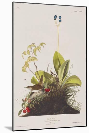 Illustration from 'Birds of America', 1827-38-John James Audubon-Mounted Giclee Print