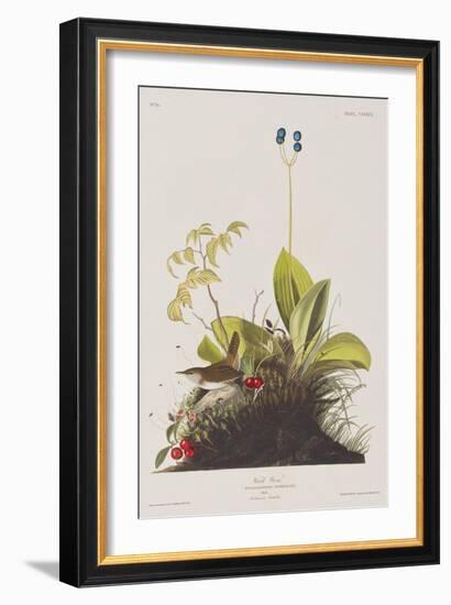 Illustration from 'Birds of America', 1827-38-John James Audubon-Framed Giclee Print