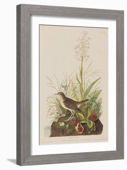 Illustration from 'Birds of America', 1827-38-John James Audubon-Framed Giclee Print