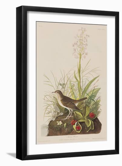 Illustration from 'Birds of America', 1827-38-John James Audubon-Framed Giclee Print