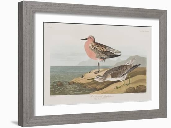 Illustration from 'Birds of America', 1827-38-John James Audubon-Framed Giclee Print