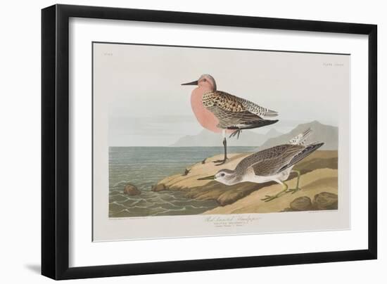 Illustration from 'Birds of America', 1827-38-John James Audubon-Framed Giclee Print