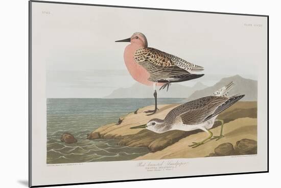 Illustration from 'Birds of America', 1827-38-John James Audubon-Mounted Giclee Print