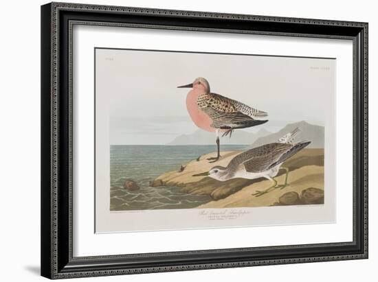 Illustration from 'Birds of America', 1827-38-John James Audubon-Framed Giclee Print