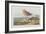 Illustration from 'Birds of America', 1827-38-John James Audubon-Framed Giclee Print