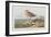 Illustration from 'Birds of America', 1827-38-John James Audubon-Framed Premium Giclee Print