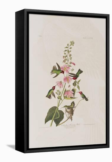 Illustration from 'Birds of America', 1827-38-John James Audubon-Framed Premier Image Canvas