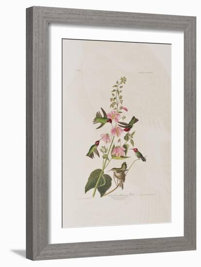 Illustration from 'Birds of America', 1827-38-John James Audubon-Framed Giclee Print