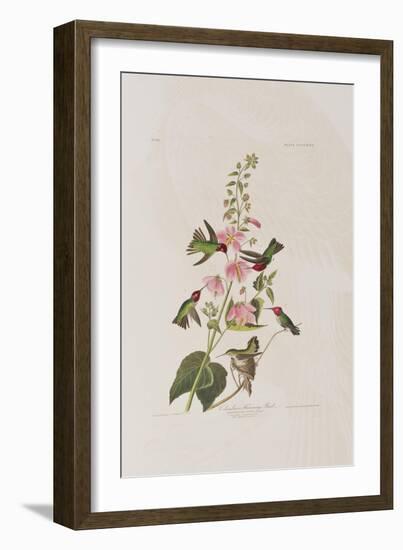 Illustration from 'Birds of America', 1827-38-John James Audubon-Framed Giclee Print