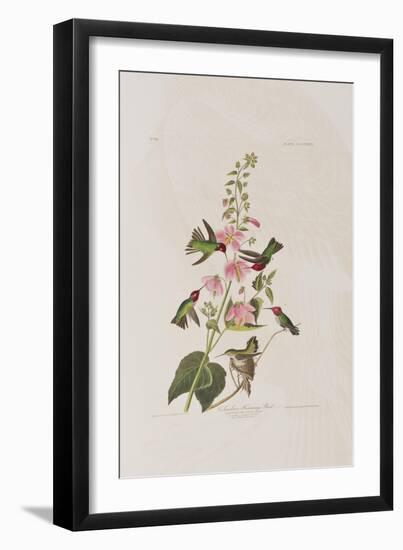 Illustration from 'Birds of America', 1827-38-John James Audubon-Framed Giclee Print