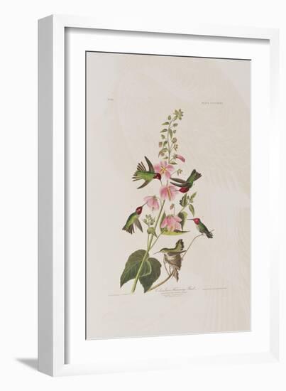 Illustration from 'Birds of America', 1827-38-John James Audubon-Framed Giclee Print