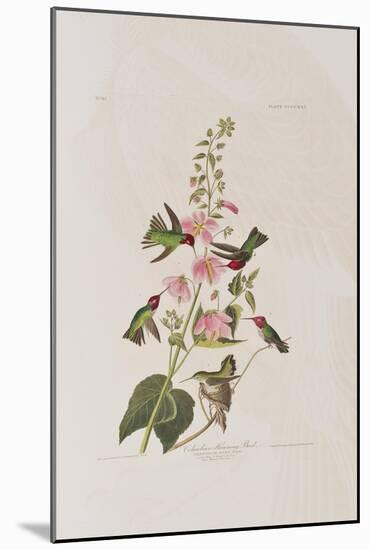 Illustration from 'Birds of America', 1827-38-John James Audubon-Mounted Giclee Print