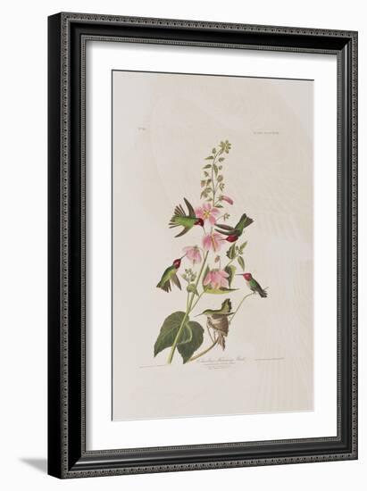 Illustration from 'Birds of America', 1827-38-John James Audubon-Framed Giclee Print