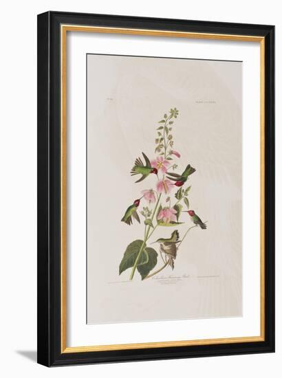 Illustration from 'Birds of America', 1827-38-John James Audubon-Framed Giclee Print