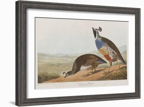 Illustration from 'Birds of America', 1827-38-John James Audubon-Framed Giclee Print