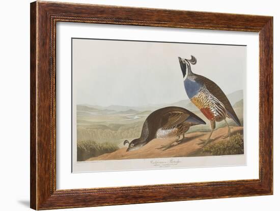 Illustration from 'Birds of America', 1827-38-John James Audubon-Framed Giclee Print