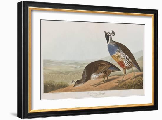 Illustration from 'Birds of America', 1827-38-John James Audubon-Framed Giclee Print