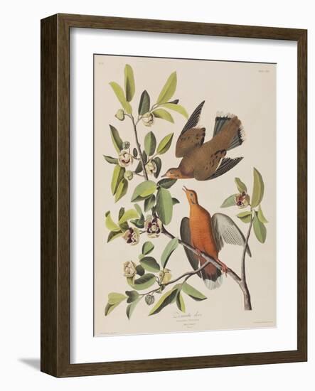 Illustration from 'Birds of America', 1827-38-John James Audubon-Framed Giclee Print