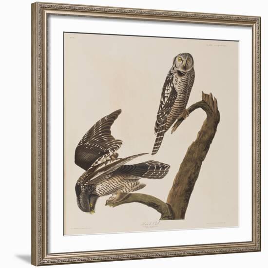 Illustration from 'Birds of America', 1827-38-John James Audubon-Framed Giclee Print