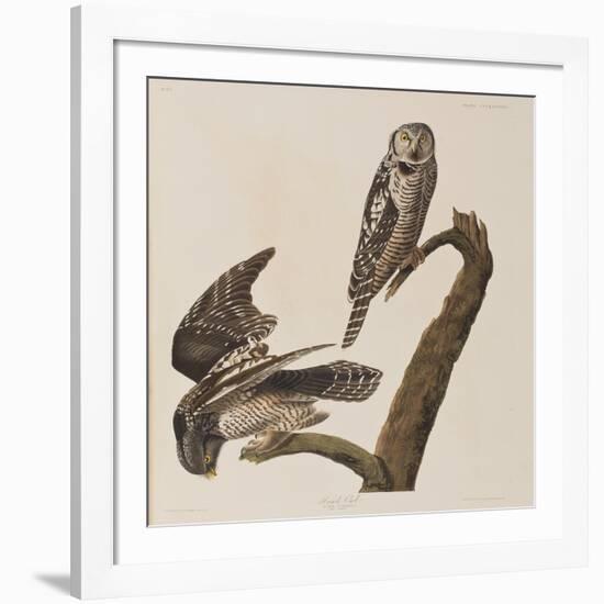 Illustration from 'Birds of America', 1827-38-John James Audubon-Framed Giclee Print