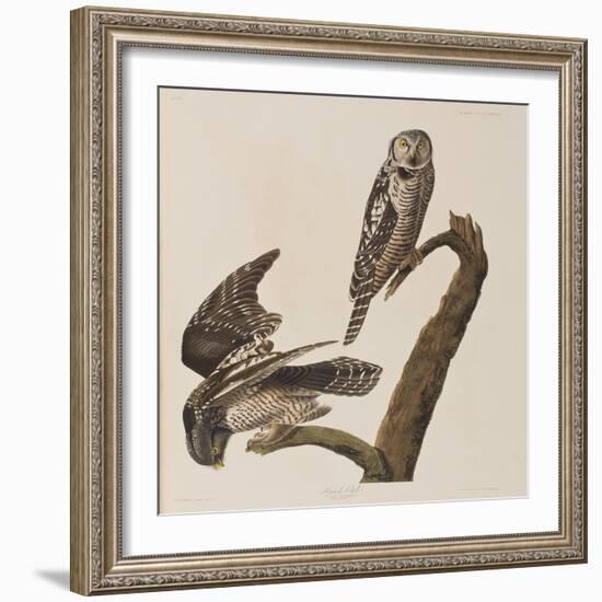 Illustration from 'Birds of America', 1827-38-John James Audubon-Framed Giclee Print