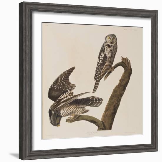 Illustration from 'Birds of America', 1827-38-John James Audubon-Framed Giclee Print