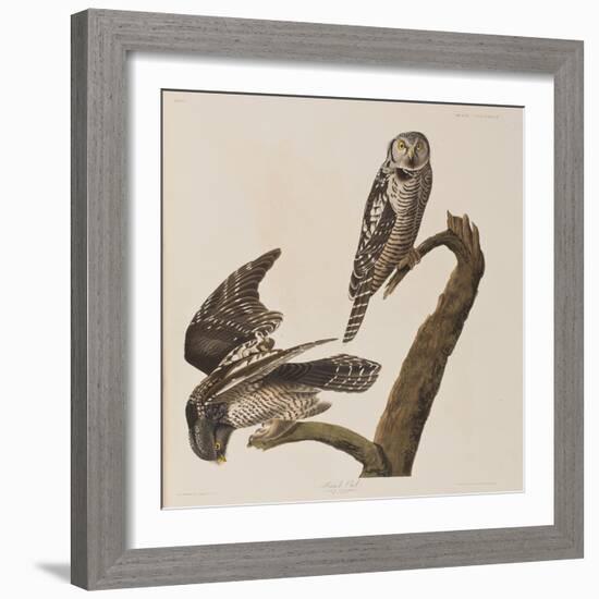 Illustration from 'Birds of America', 1827-38-John James Audubon-Framed Giclee Print